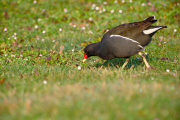 Common moorhen foraging on grass