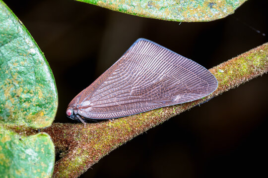 Ricania planthopper macro resting on tree branch