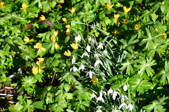 snowdrops and winter aconite in early spring in a German garden