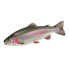 Obraz premium A vibrant trout fish with distinctive red spots and a sleek, streamlined body