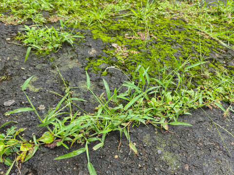 Green Digitaria grass grows through cracks in the moss-covered concrete under the bright morning sun, highlighting the beauty of wild plants thriving on hard surfaces.