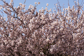 Almond Orchard in Full Bloom with White Flowers Under Blue Sky