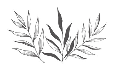 Obraz premium Delicate dark grey leaves white botanical leaf plant foliage