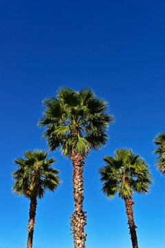 Mexican fan palms (Washingtonia robusta) and blue sky in Brasilia, Brazil