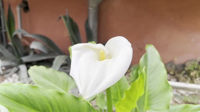 Spettacolare fiore di callo calla bianca appena sbocciato 