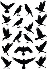 Obraz premium Crow bird silhouette collection with flying and perched crows isolated on white background, black raven wildlife vector illustration set for nature and animal design