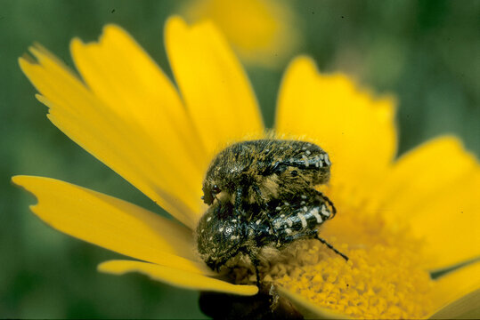 two White-spotted Rose Beetles (Oxythyrea funesta) mating on a yellow flower. Sardegna. Italia