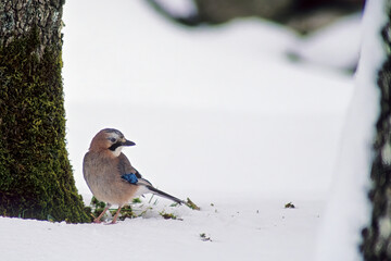 Fototapeta premium bird on a branch, JAY (Garrulus glandarius) in the snow. Ortakis. Bolotana Nuoro, Sardinia, Italy.