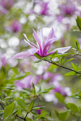Obraz premium Vibrant purple Magnolia flowers blooming on a branch with green leaves at the Center for Biological Diversity Conservation. Warsaw, Poland. Vertical floral photography.
