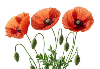 Naklejka premium red poppy flowers isolated on a transparent background, 