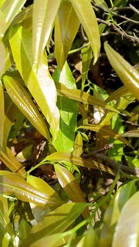 Golden young leaves of Ashoka tree in sunlight, fresh spring foliage of Saraca asoca, tropical ornamental plant branch close up, shiny green and copper leaves swaying in garden, nature background.