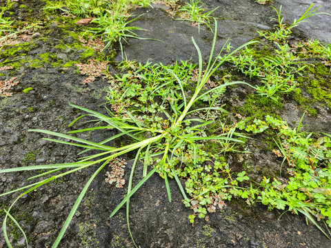 Green Digitaria grass grows through cracks in the moss-covered concrete under the bright morning sun, highlighting the beauty of wild plants thriving on hard surfaces.