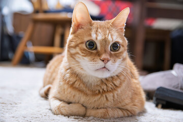 室内で目を丸くしてこちらを見つめる可愛い茶トラ猫