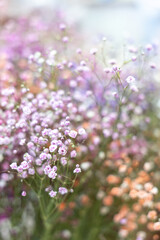 Obraz premium Pink gypsophila flowers close up, delicate botanical floral background with copy space
