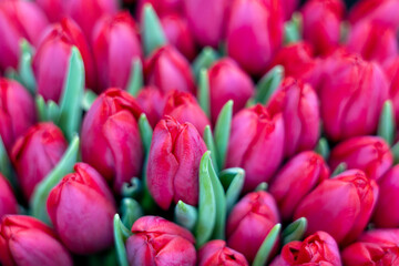 Obraz premium Red tulip flowers bouquet close up, spring botanical floral background