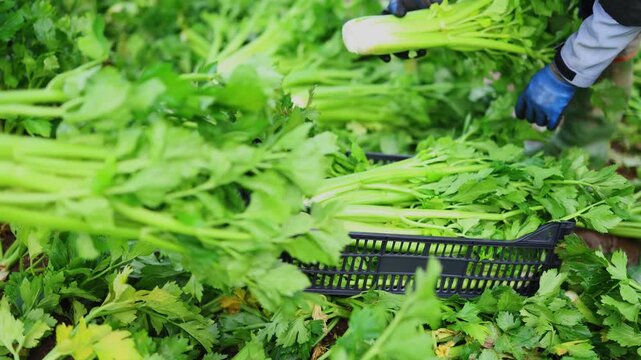 Close-up of farmer's gloved hand carefully placing freshly picked green celery stalks into box in field