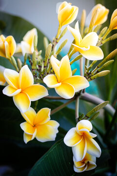 Foto makro bunga kamboja putih kuning yang mekar indah dengan latar belakang hijau alami.
    Macro shot of a beautiful white and yellow frangipani flower blooming against a green background.
