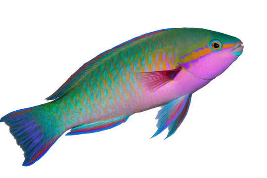 Vibrant tropical parrotfish with iridescent scales and colorful fins, isolated marine animal PNG on transparent background for ocean life designs