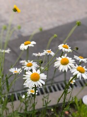 Fototapeta premium daisies in a field