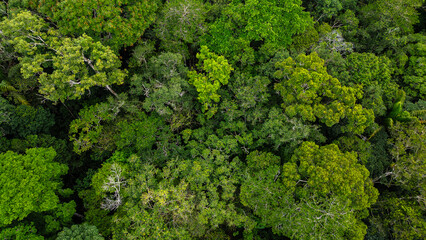 High-resolution aerial view of the Amazon rainforest canopy revealing a dense mosaic of towering tropical trees and lush green vegetation