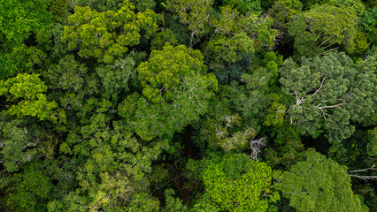 High-resolution aerial view of the Amazon rainforest canopy revealing a dense mosaic of towering tropical trees and lush green vegetation