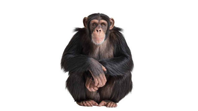 Captivating chimpanzee sitting calmly, looking directly at the viewer, a majestic primate isolated on transparent background, full body PNG