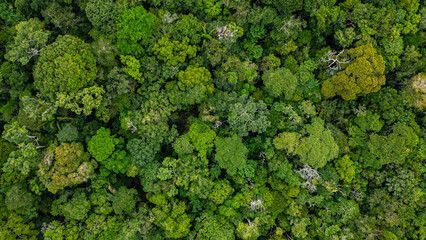 High-resolution aerial view of the Amazon rainforest canopy revealing a dense mosaic of towering tropical trees and lush green vegetation © Gino Tuesta