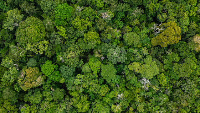 High-resolution aerial view of the Amazon rainforest canopy revealing a dense mosaic of towering tropical trees and lush green vegetation