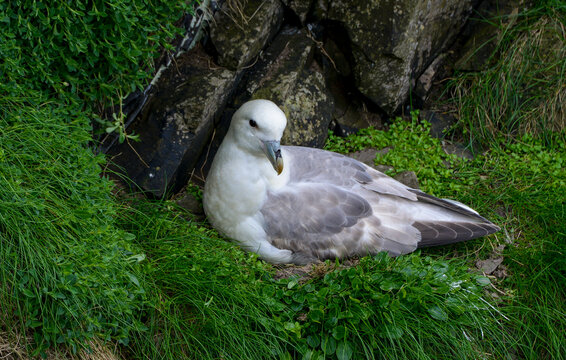 Fulmar bor&eacute;al