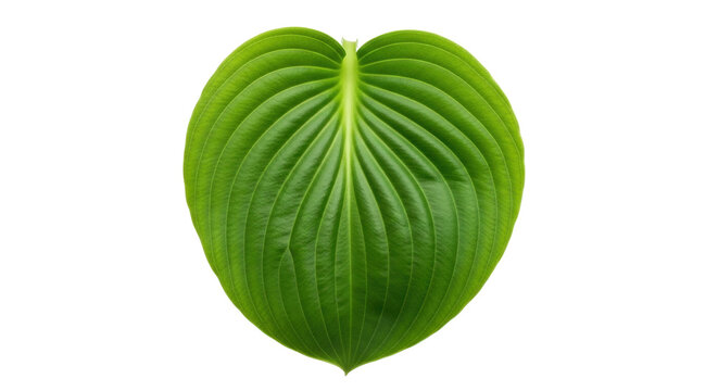 Isolated, vibrant Hosta leaf with prominent veins, fresh green summer foliage beauty nature
