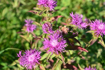 Obraz premium Purple Thistle-like Wildflowers Blooming in a Field