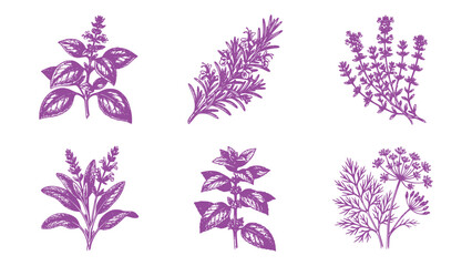 Collection of six hand drawn herbs including basil rosemary thyme sage mint and dill with their botanical names beautifully illustrated. © Ajoy