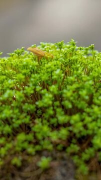 Vertical video: Camera capturing green moss while small yellow object landing and settling on bark