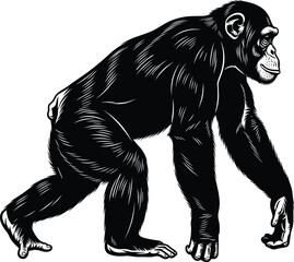 Fototapeta premium Detailed chimpanzee walking side view vintage engraving style primate wildlife animal illustration isolated black silhouette vector for nature zoology design