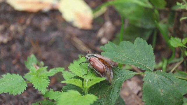 A detailed shot of a May beetle (cockchafer) opening its wings and taking flight from a vibrant green leaf. Captures the intricate beauty of insect movement in nature.