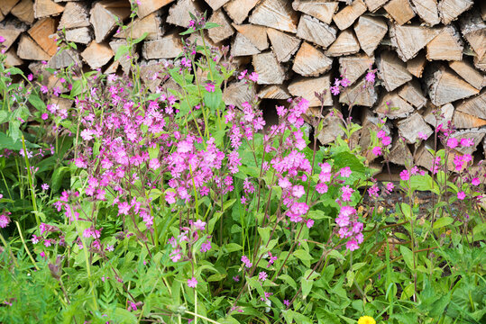 Flowering campion in front of a stack of firewood logs
