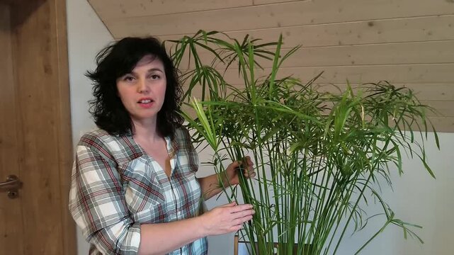 Authentic Real Footage of Egyptian Paper Reed - Cyperus papyrus as Popular Indoor Houseplant in Modern Interior