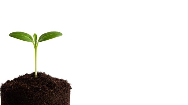 A vibrant green seedling sprout emerging from a small mound of rich dark soil against a clean white background, symbolizing new life and growth.