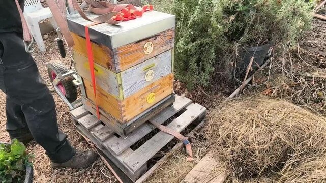 Authentic Real Footage of Beekeeper Using Professional Trolley Lifter to Transport Beehive to Apiary Site