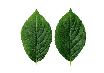 Fototapeta premium Green Leafy Duo: A symmetrical view presents two vibrant green leaves, showcasing their intricate vein patterns and capturing the essence of natural growth.