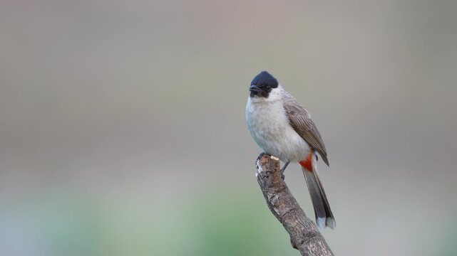 Red-whiskered bulbul (Pycnonotus jocosus) bird on branch.