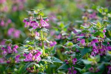 The flowers of the deadnettle © Franck Chapolard