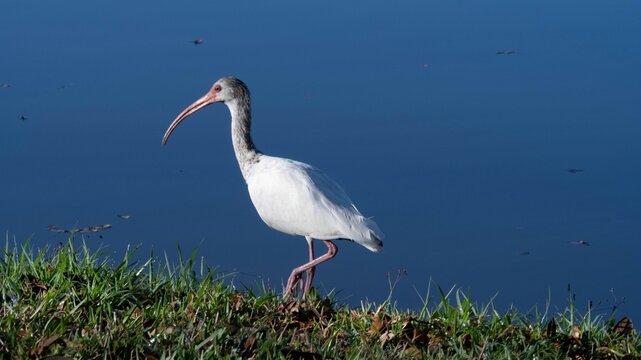 A juvenile White Ibis photographed in early March early in the morning.