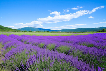 Fototapeta premium Beautiful lavender flower fields blooming under blue sky countryside summer landscape