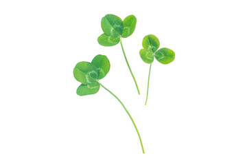 Obraz premium Clover isolated on a white background. Selective focus.