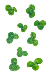 Naklejka premium Clover isolated on a white background. Selective focus.