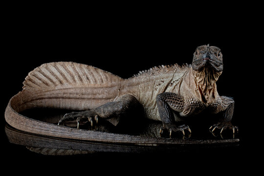Hydrosaurus weberi closeup on isolated background, Hydrosaurus weberi lizard closeup