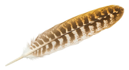Isolated turkey feather with brown and white stripes for fly fishing and crafts projects