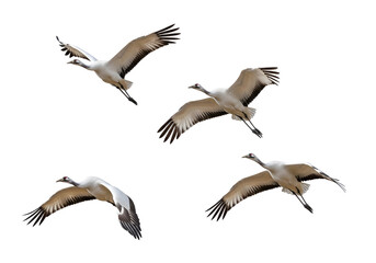 Obraz premium Group of Flying cranes in the sky with white background