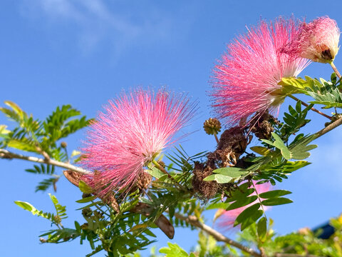 Delicate pink powder puff flowers bloom on a mimosa tree branch, set against a bright blue sky, showcasing vibrant color and intricate texture.